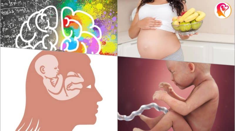 baby brain development in womb