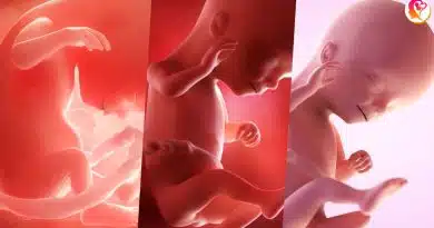 4 month baby in womb