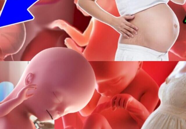 6 month baby in womb